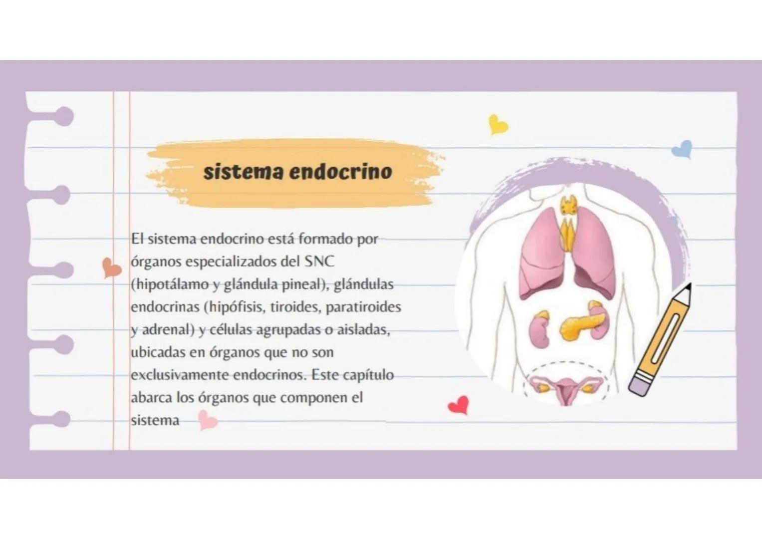 sistema endocrino
El sistema endocrino está formado por
órganos especializados del SNC
(hipotálamo y glándula pineal), glándulas
endocrinas