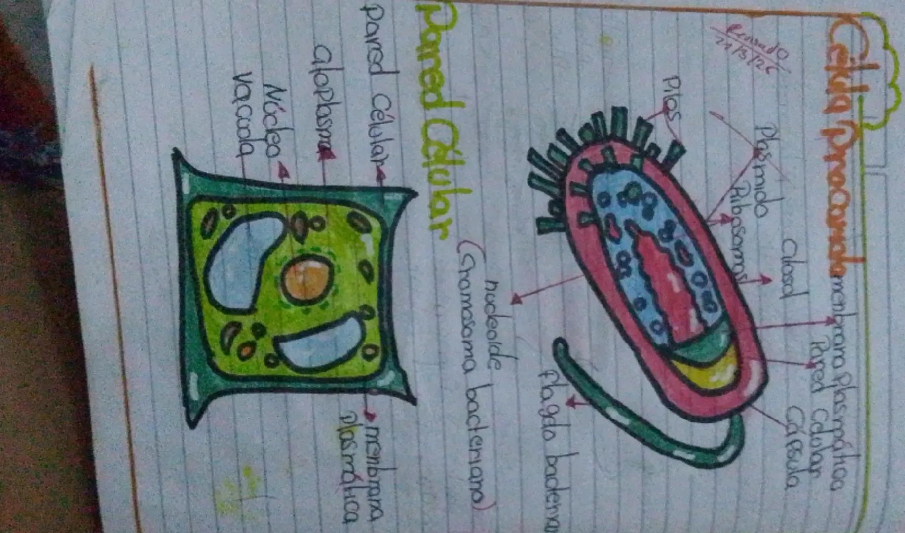 # Célula procariota
membrana Plasmática
pared Celular
Cápsula
Ribosomas
Plasmido
# Célula Celular
pared Celular
Citoplasma
Núcleo
Vacúola