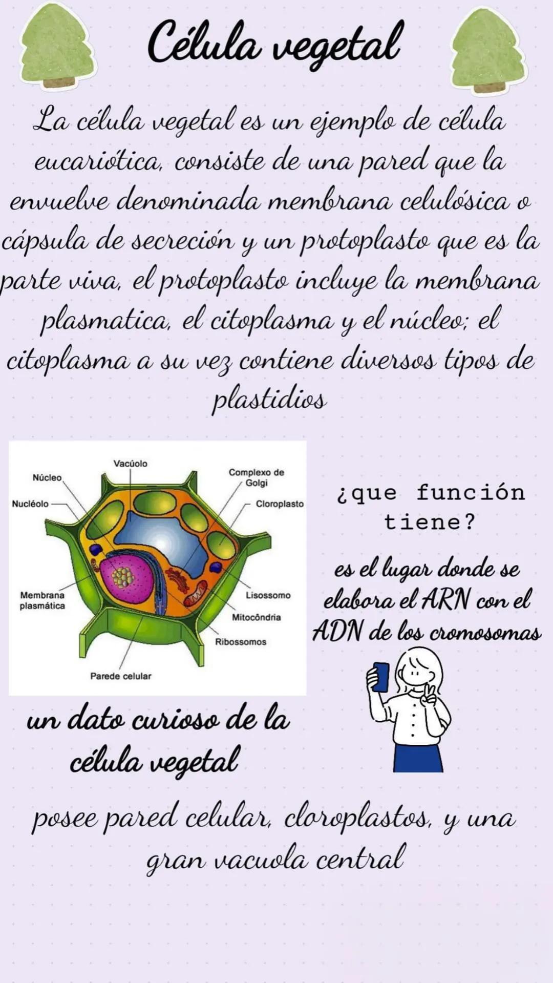 Célula vegetal
La célula vegetal es un
ejemplo de célula
eucariótica, consiste de una pared que la
envuelve denominada membrana celulosica o