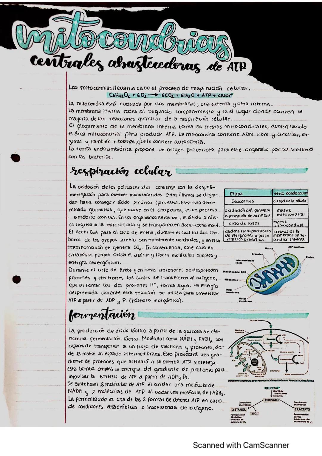 viale courubrics
centrales abastecedoras de ATP
Las mitocondrias llevan a cabo el proceso de respiración cewlar.
C6H12O6 +60₂
CO₂ + 61₂O + A