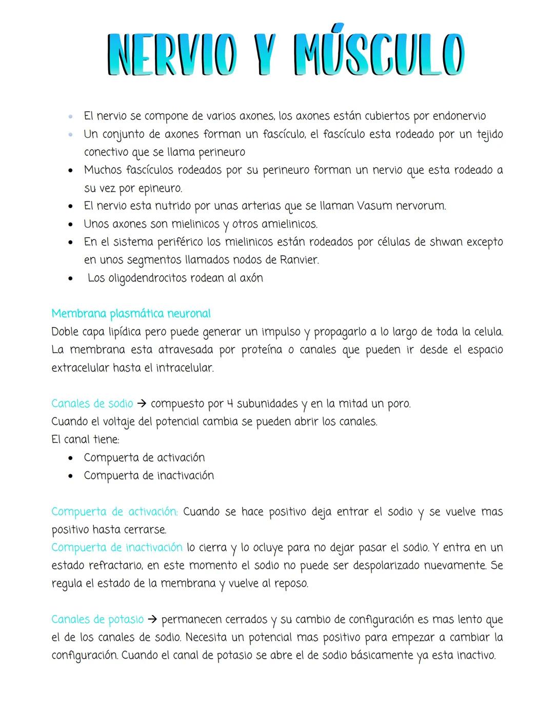 # NERVIO Y MÚSCULO
- El nervio se compone de varios axones, los axones están cubiertos por endonervio
- Un conjunto de axones forman un fas