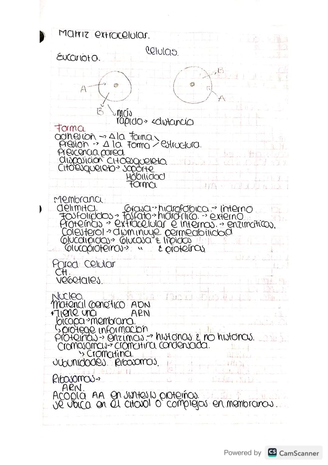 Metabolismo-destruer cara construir.
bacena -
Archora-
Eucarya.- humanos. » Reinos.
Julema
Cibierto.
Intercambio
Matena &
Energia
Homeoutaul