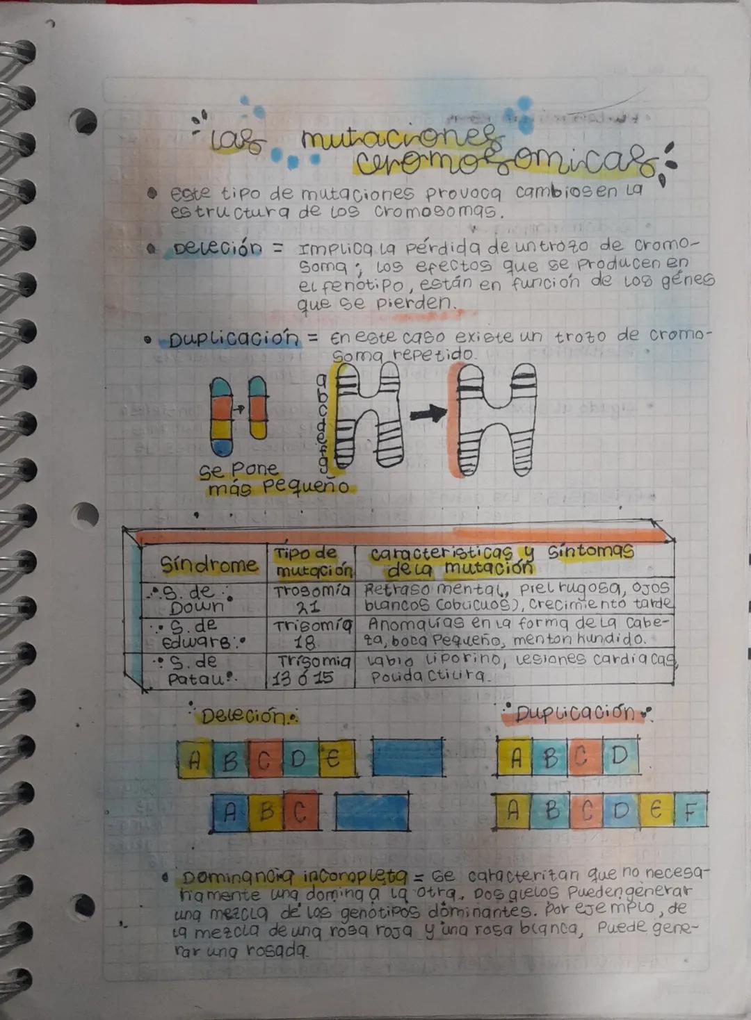 Las mutaciones
cromosomicas:
• Este tipo de mutaciones provoca cambios en La
estructura de los cromosomas.
• Deleción = Implica la pérdida d