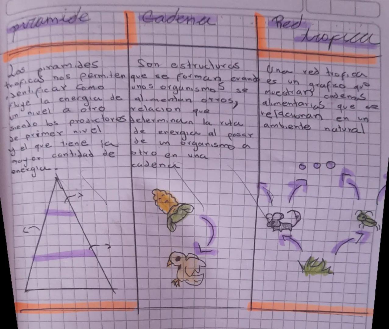 piramide
Los
piramides
Cadena
Son estructuras
troficas nos permiten que se forman
• Dentificar como
who s
Fluge
la
un nivel
energia de
a
atr