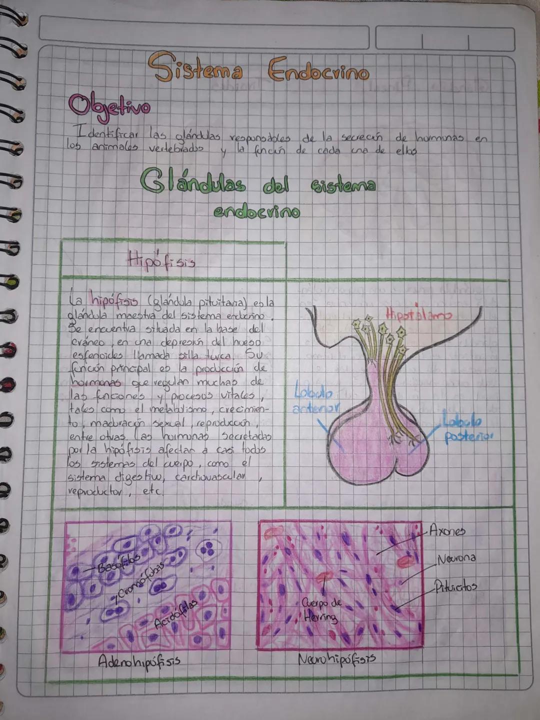 # Sistema Endocrino
Objetivo
Identificar las glándulas respunodbles de la secreción de hurmunas en
los animales vertebrados y la foncén de