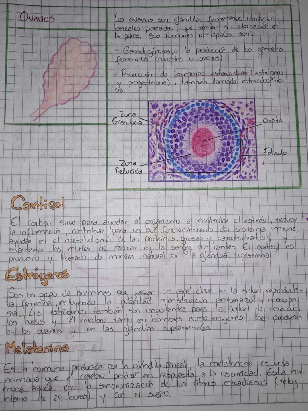 # Sistema Endocrino
Objetivo
Identificar las glándulas respunodbles de la secreción de hurmunas en
los animales vertebrados y la foncén de