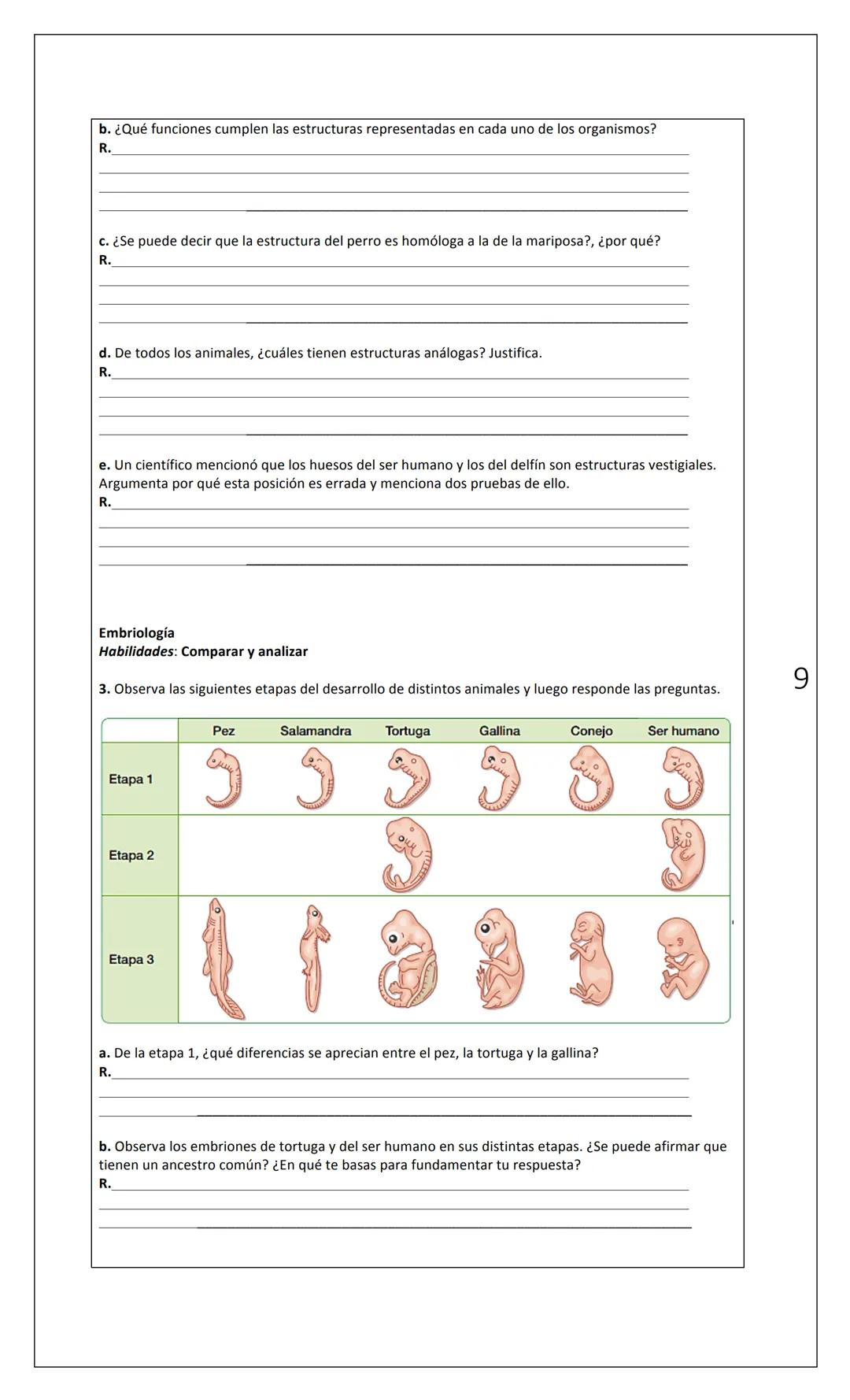 Los artiodáctilos se componen de grupos de camélidos, cerdos, carneros, ballenas e hipopótamos, y se
creía que todos compartían un ancestro