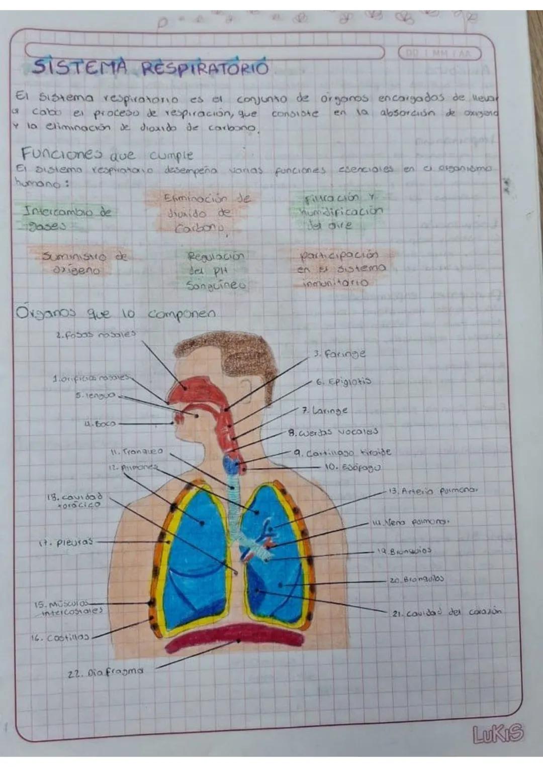 el sistema respiratorio