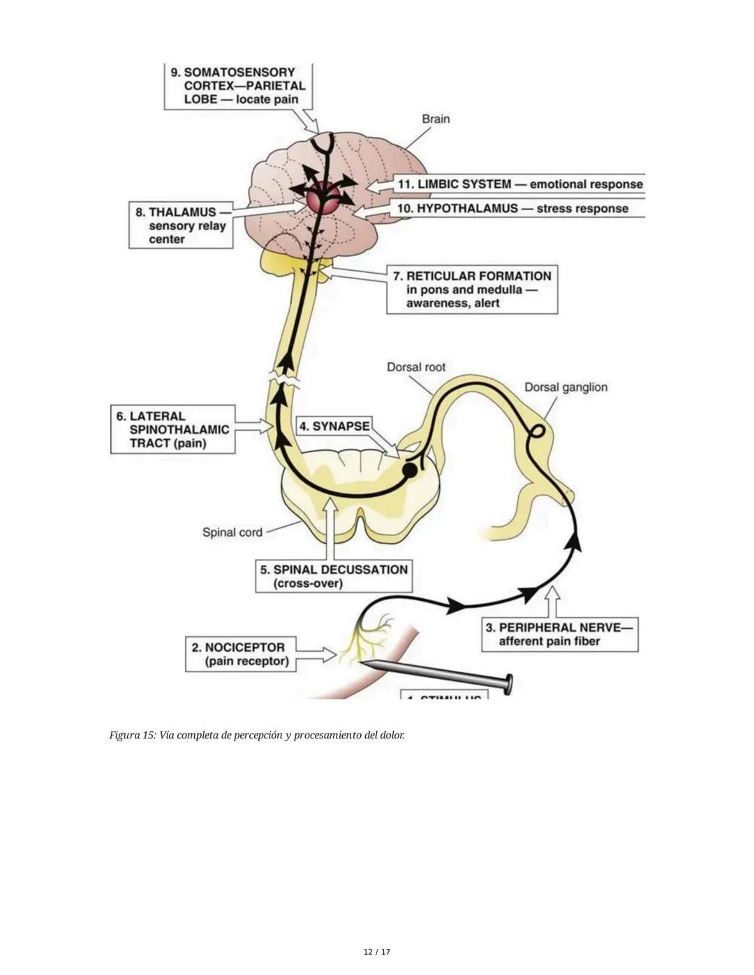 Fisiología de la Temperatura y el Dolor
1. Introducción histórica y conceptual al dolor
El estudio de la fisiología del dolor se remonta a m