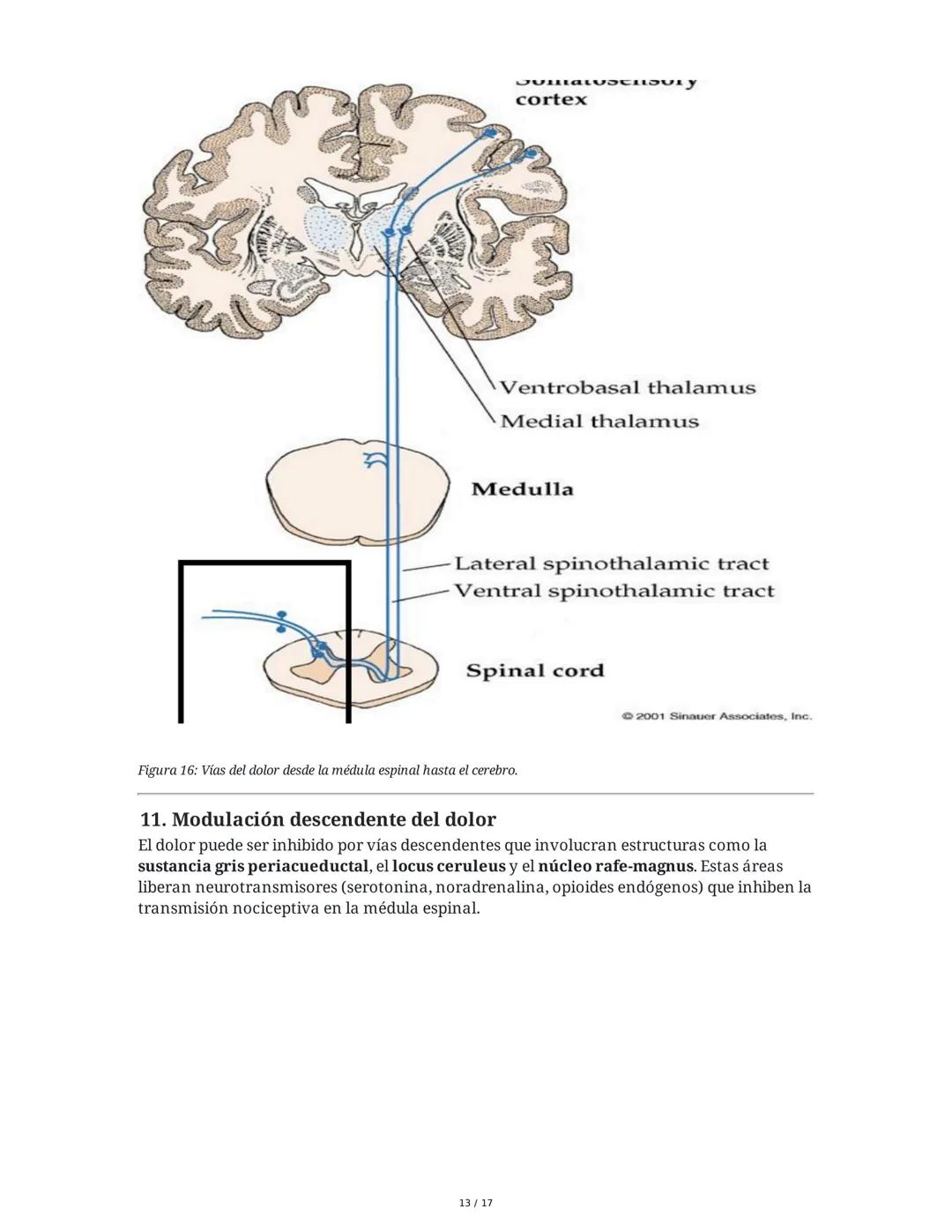 Fisiología de la Temperatura y el Dolor
1. Introducción histórica y conceptual al dolor
El estudio de la fisiología del dolor se remonta a m
