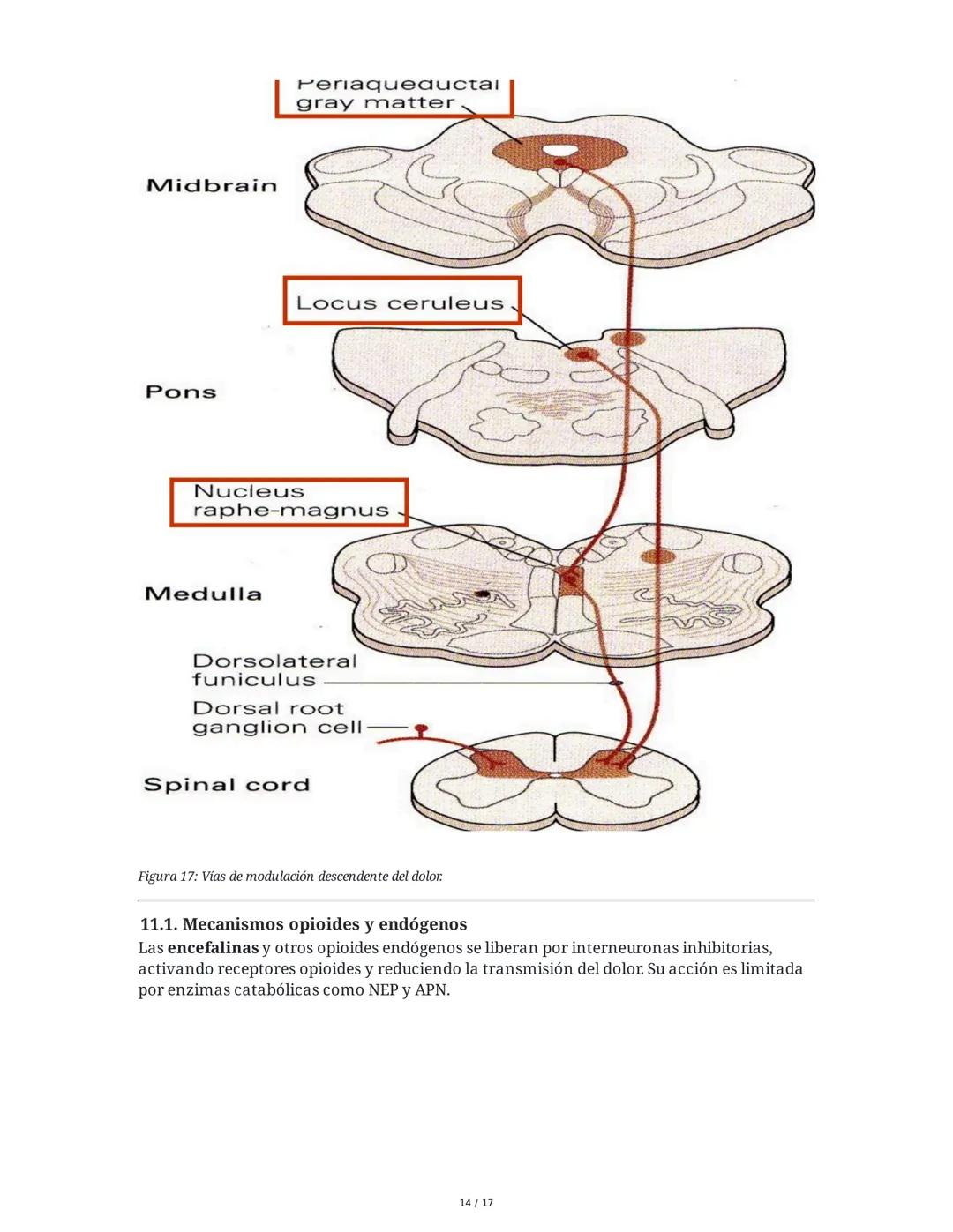 Fisiología de la Temperatura y el Dolor
1. Introducción histórica y conceptual al dolor
El estudio de la fisiología del dolor se remonta a m