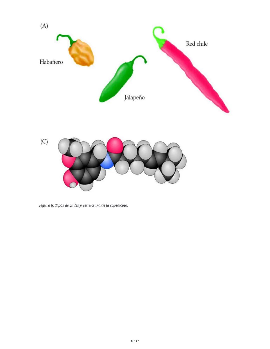 Fisiología de la Temperatura y el Dolor
1. Introducción histórica y conceptual al dolor
El estudio de la fisiología del dolor se remonta a m