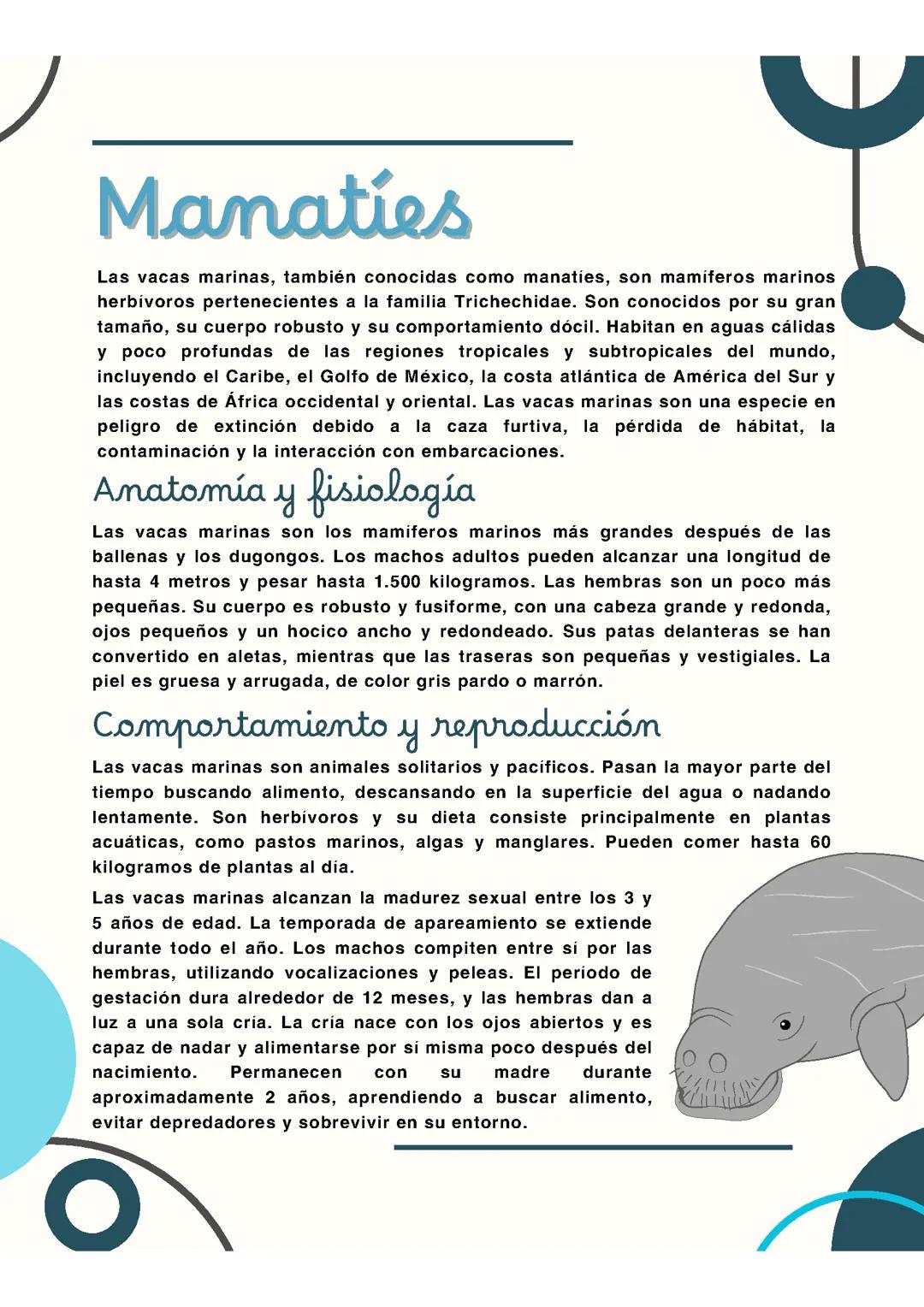 Manatíes