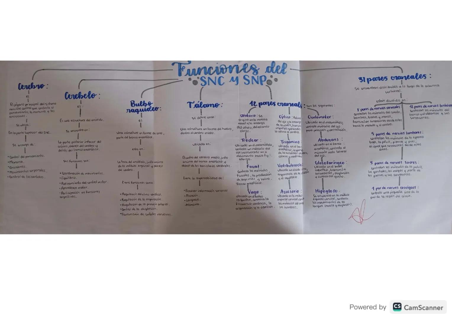 Cerebro
El organo principal del sistema
nervioso central que controla el
pensamiento, la memoria y las
emociones
Se ubiva
En la parte superi
