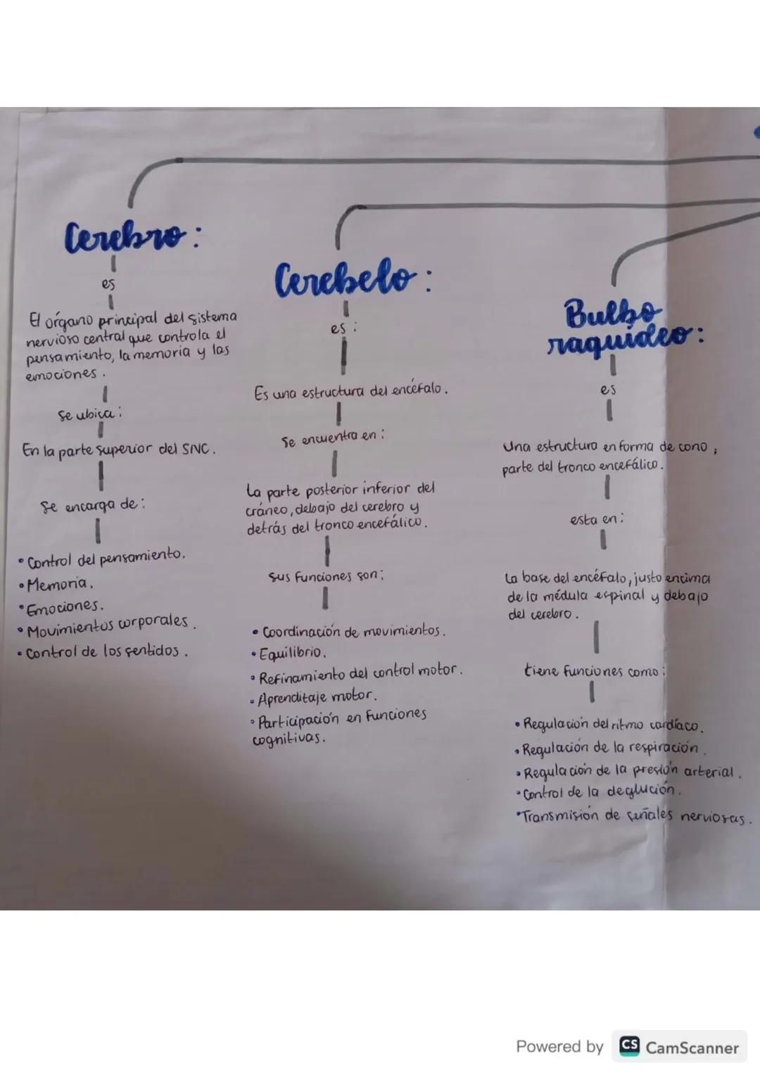 Cerebro
El organo principal del sistema
nervioso central que controla el
pensamiento, la memoria y las
emociones
Se ubiva
En la parte superi