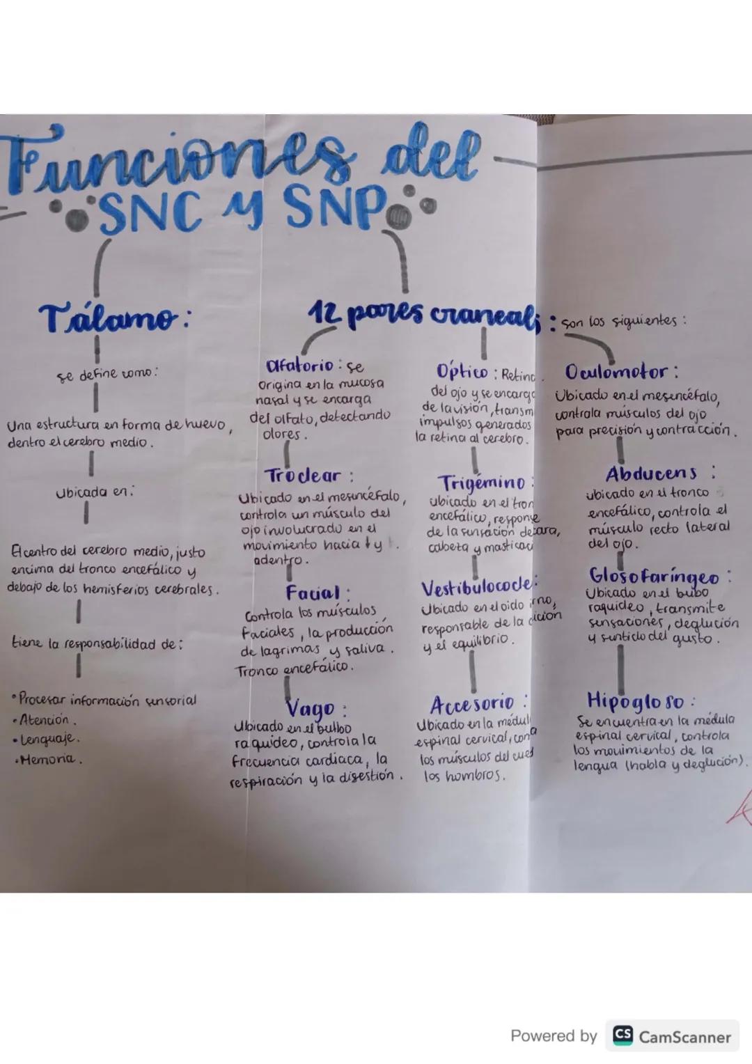 Cerebro
El organo principal del sistema
nervioso central que controla el
pensamiento, la memoria y las
emociones
Se ubiva
En la parte superi