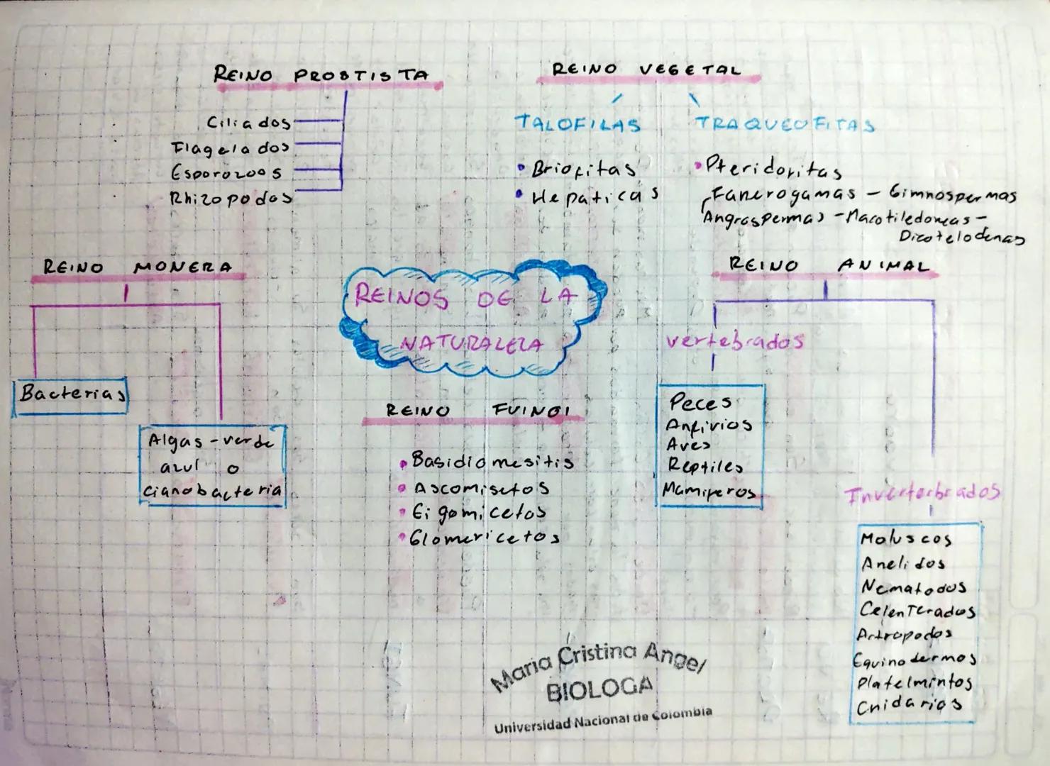 REINO PROSTISTA
Cilia dos
Flagela dos
Esporozoos
Rhizo podos
REINO
MONERA
Bacterias
REINO
VEGETAL
TALOF LAS
•Briofitas,
• Hepaticas
TRAQUEOF