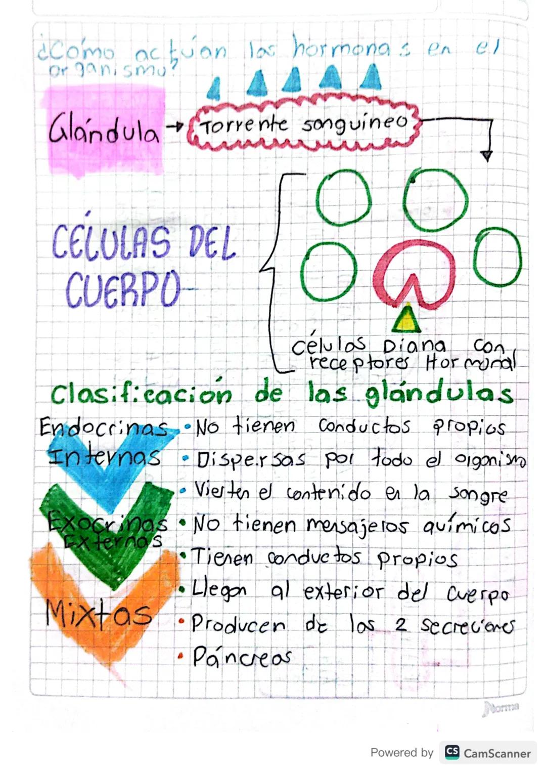 ¿Como actuan las hormonas en el
organismo?
Glandula Torrente sanguineo
CÉLULAS DEL
CUERPO
células Diana
Con
receptores Hormonal.
Clasificaci