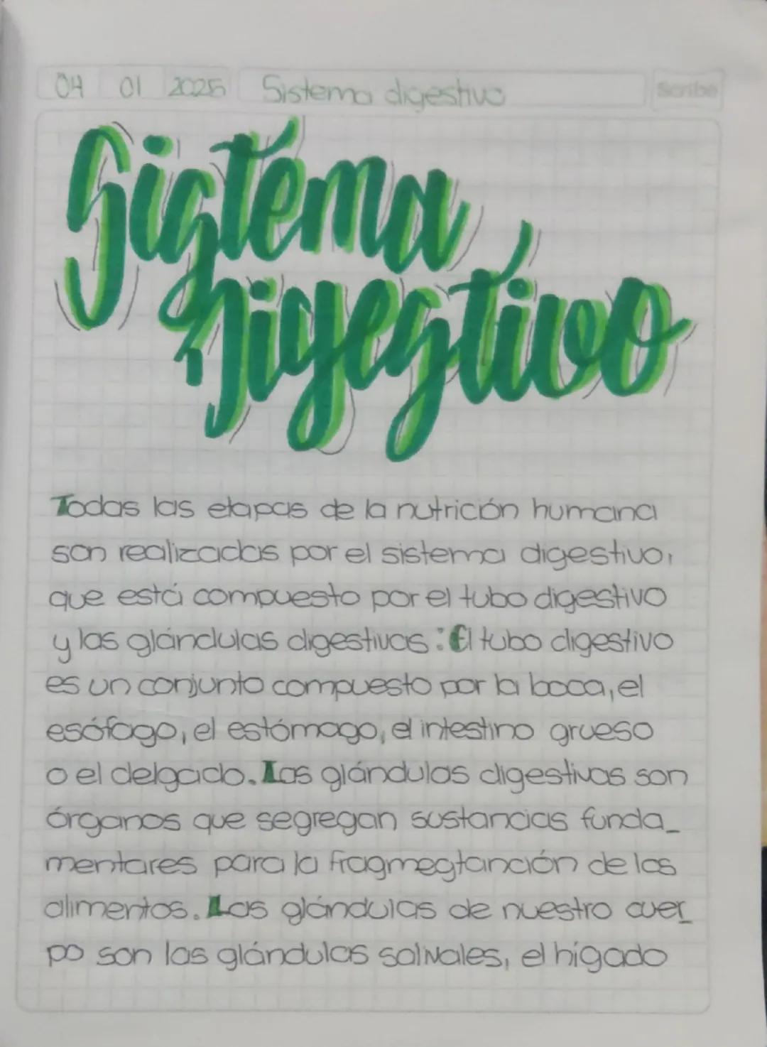 04 01 2025 Sistema digestivo
Scribe
Sistema
Digestivo
Todas las etapas de la nutrición humana
son realizadas por el sistema digestivo,
que e