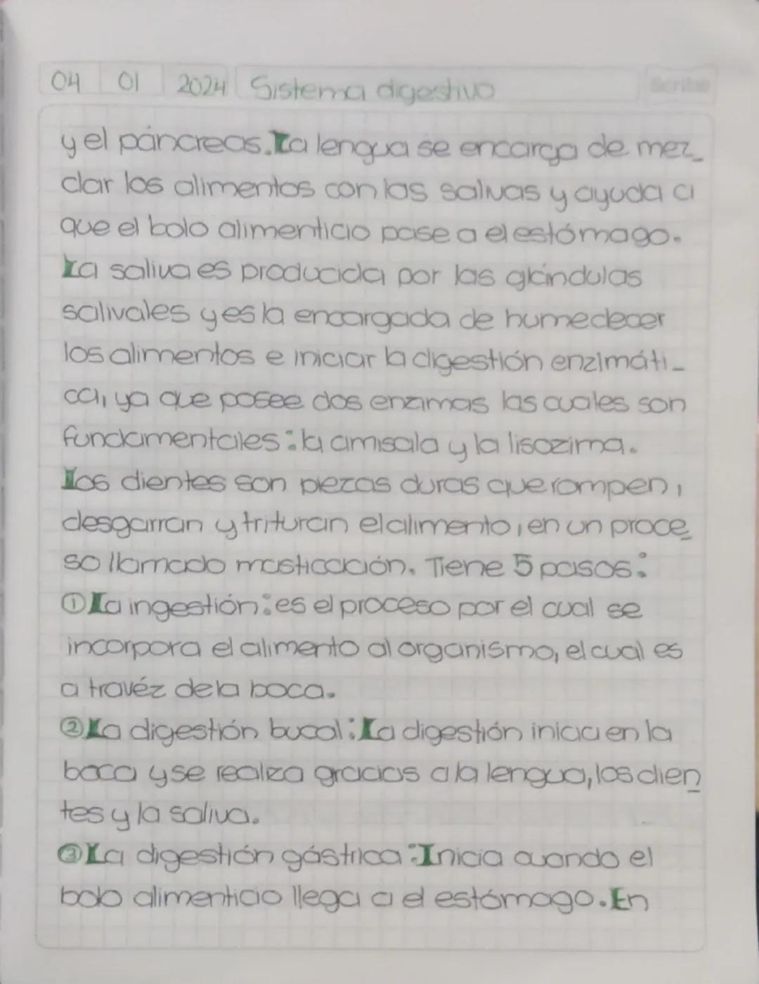 04 01 2025 Sistema digestivo
Scribe
Sistema
Digestivo
Todas las etapas de la nutrición humana
son realizadas por el sistema digestivo,
que e