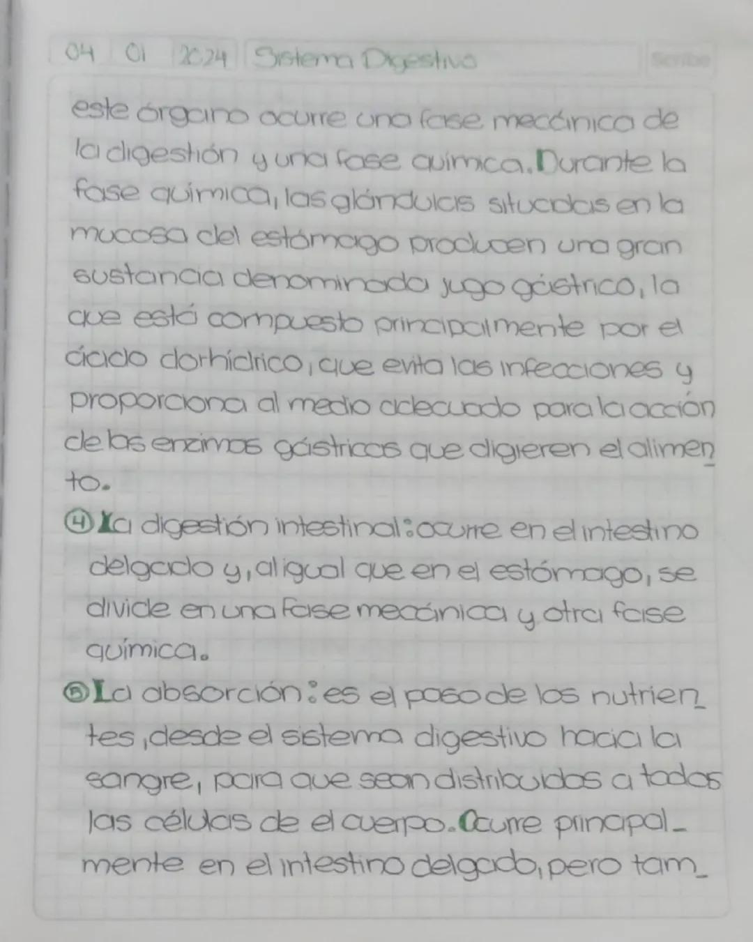 04 01 2025 Sistema digestivo
Scribe
Sistema
Digestivo
Todas las etapas de la nutrición humana
son realizadas por el sistema digestivo,
que e