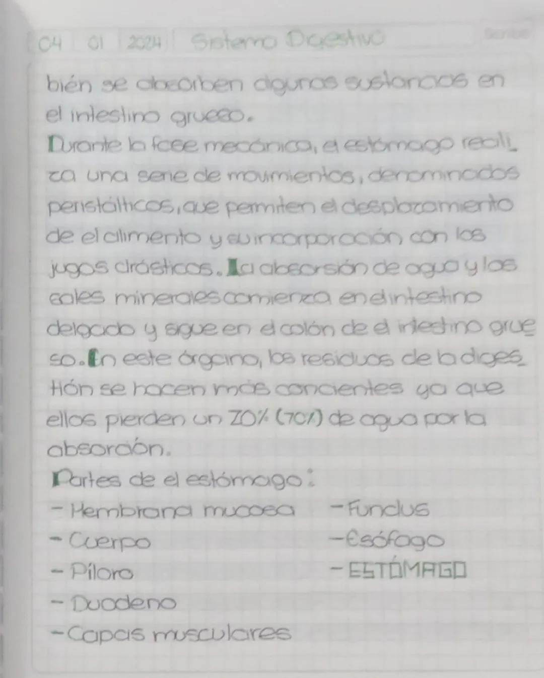 04 01 2025 Sistema digestivo
Scribe
Sistema
Digestivo
Todas las etapas de la nutrición humana
son realizadas por el sistema digestivo,
que e