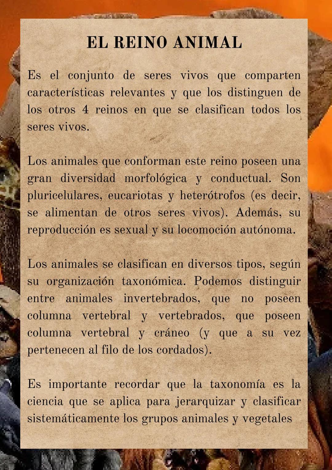 EL REINO ANIMAL
Es el conjunto de seres vivos que comparten
características relevantes y que los distinguen de
los otros 4 reinos en que se
