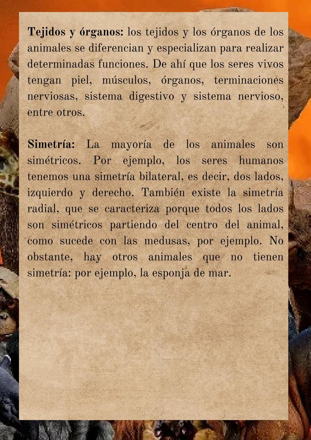 EL REINO ANIMAL
Es el conjunto de seres vivos que comparten
características relevantes y que los distinguen de
los otros 4 reinos en que se