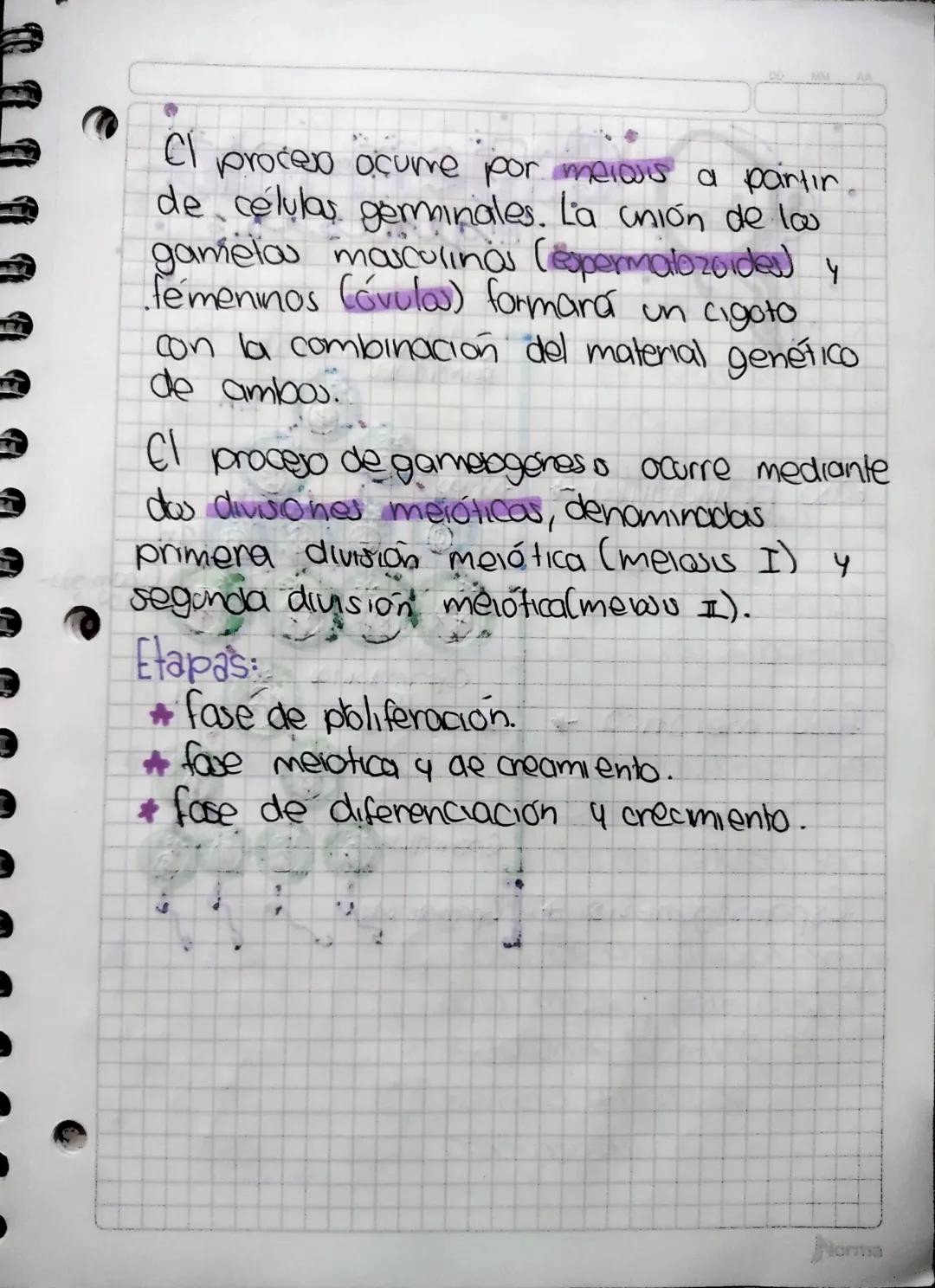Gameto-
"génesis
¿Que es la gametogénesis?
La gamelogenesis es el proceso de
formación de gametos en las gonadas
femeninas y masculinas, óva